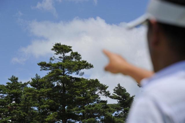 画像: 木の枝【信頼度70%】林の上にボールが出ると風に流される。木の枝の先を観察しておけば大きく間違うことはない