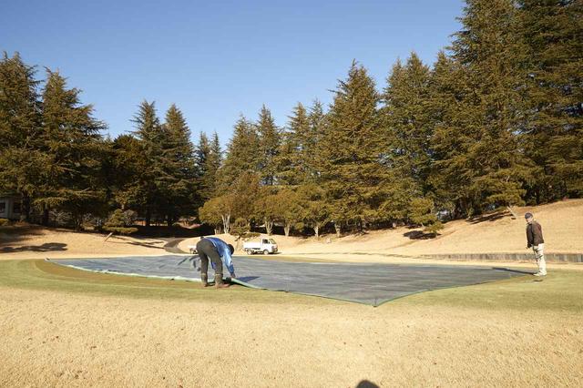 画像: 霜除けのシートはカップを切ったグリーンの1部しか覆っていない場合も