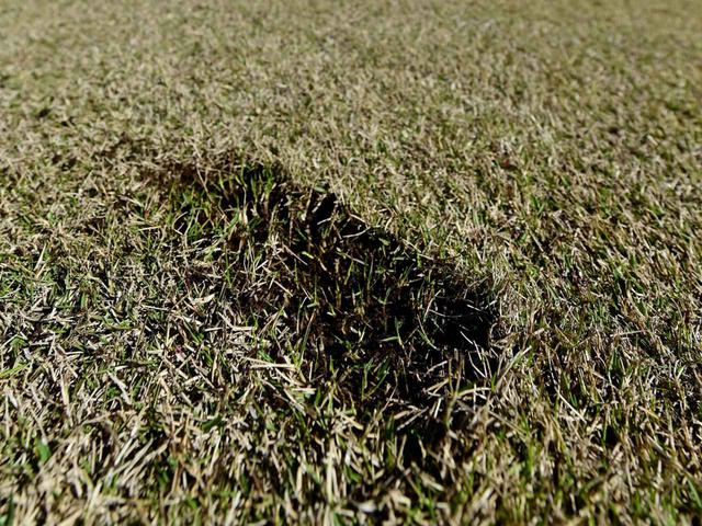画像: ショットの際に削り取られた芝生の塊をディボット、削られてできた凹みをディボット跡という