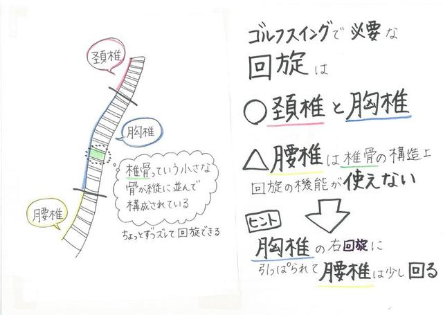 画像: ”胸椎”を回旋させることがゴルフスウィングの基本となる(イラスト提供/大谷奈千代)