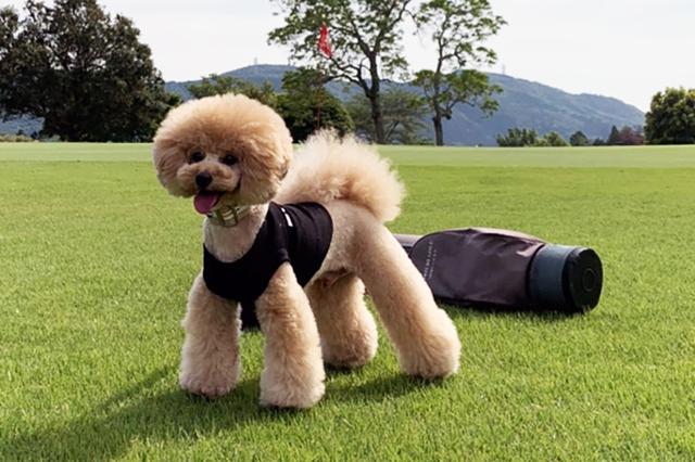 画像: 吉田一尊プロの愛犬・レオンくん(3歳/トイプードル)。性格はわんぱくで、鶏ささみのおやつが大好きとのこと。