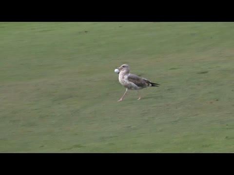 画像1: Seagull steals Colin Montgomerie’s golf ball at Nature Valley First Tee Open www.youtube.com