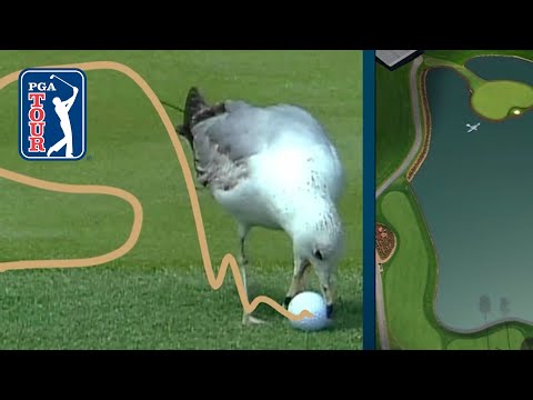 画像1: What’s the ruling when a bird steals your golf ball? www.youtube.com