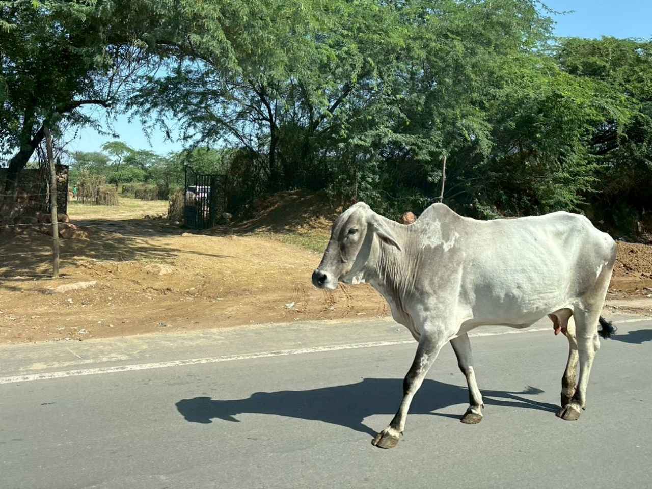 画像 : 4番目の画像 - 上原彩子が撮影！ インドのいま - みんなのゴルフダイジェスト