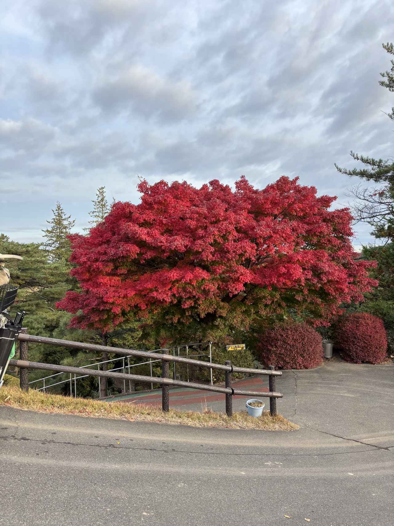 画像: 武蔵野ゴルフクラブ。スタートホールへ行く途中にある素晴らしい紅葉