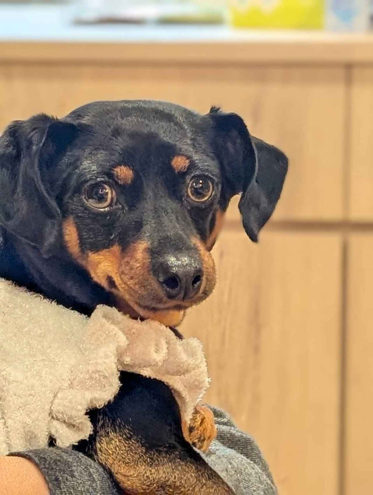 画像: 自宅に帰ったときはいつも迎えてくれる愛犬の「時松もも」ちゃん。癒しとパワーをもらって、ゲンちゃんは今、自分に必要なことをゆっくり考えている