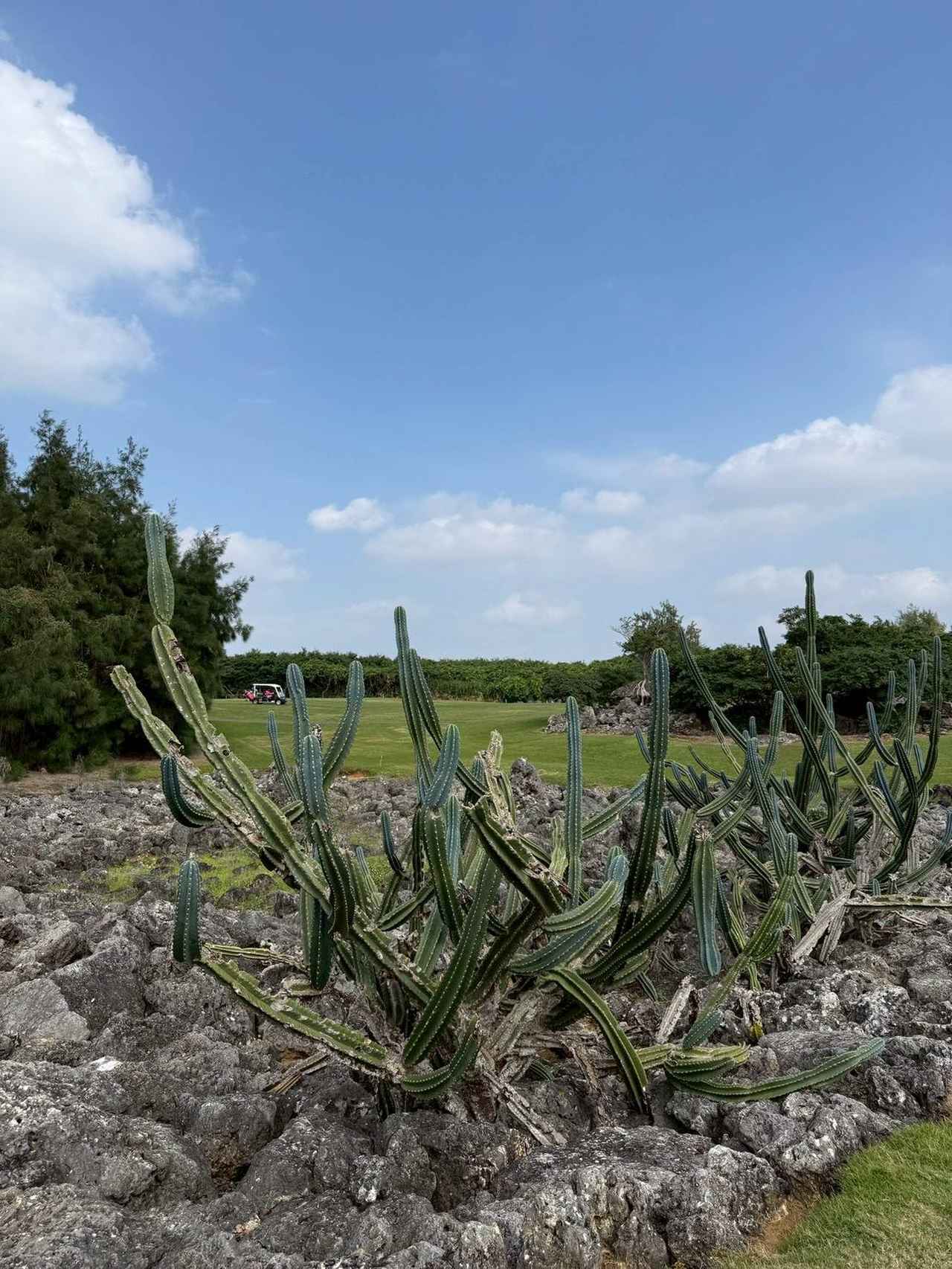 画像 : 11番目の画像 - 上原彩子の沖縄流お正月や石垣・宮古の思い出 - みんなのゴルフダイジェスト