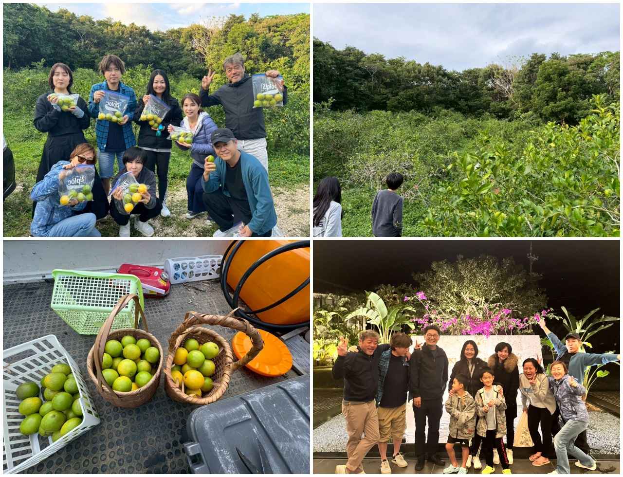 画像: 石垣島にて。「みかんではなくてレモンです！畑は自然の中にあるので草も結構生えています。ハブは、こちらが何もしなければ大丈夫です（笑）」