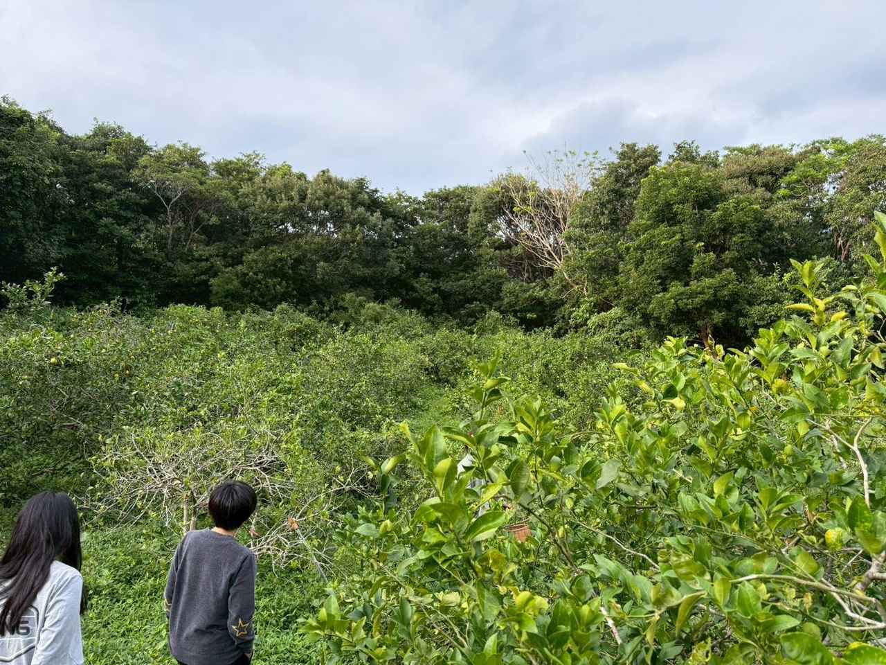 画像 : 4番目の画像 - 上原彩子の沖縄流お正月や石垣・宮古の思い出 - みんなのゴルフダイジェスト