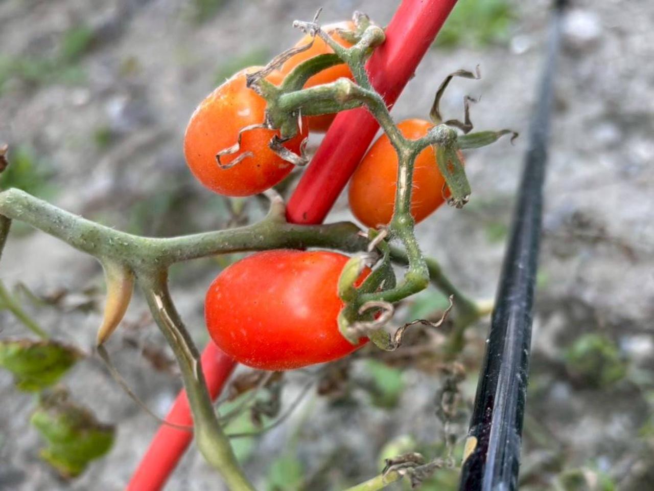 画像 : 9番目の画像 - 上原彩子のオフショット写真はこちら - みんなのゴルフダイジェスト