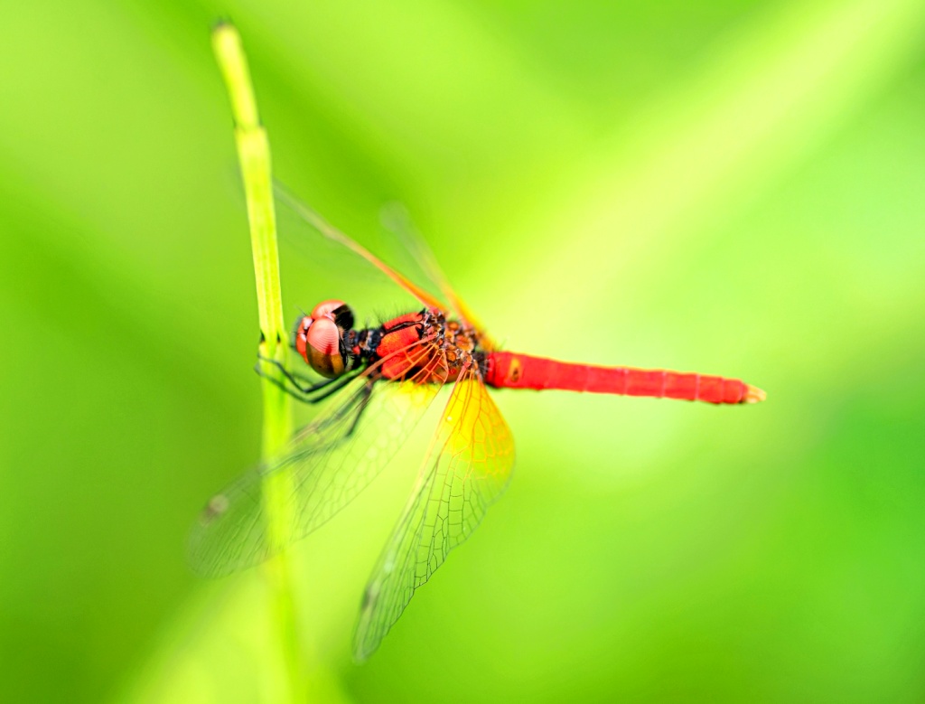 画像: 富山県の県指定天然記念物である「ハッチョウトンボ」。オスの成虫でも20ミリほどしかない