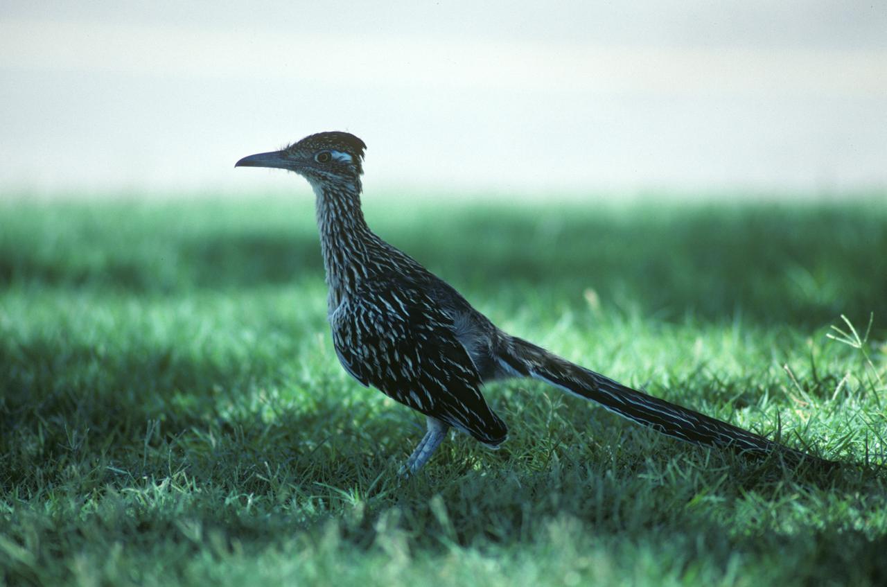 画像: ロードランナー、日本では大道走（オオミチバシリ）と呼ばれている