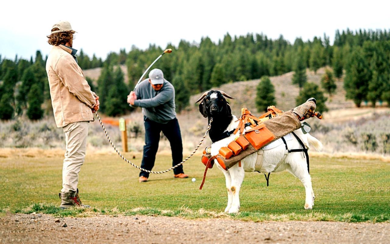 画像: 写真はアメリカ・オレゴン州にあるシルビーズバレーランチの"ヤギ・キャディ"