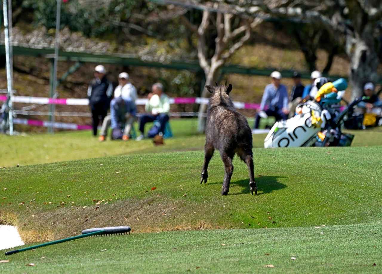 画像: 葛城GC山名C9番グリーン横を駆け抜けるカモシカ