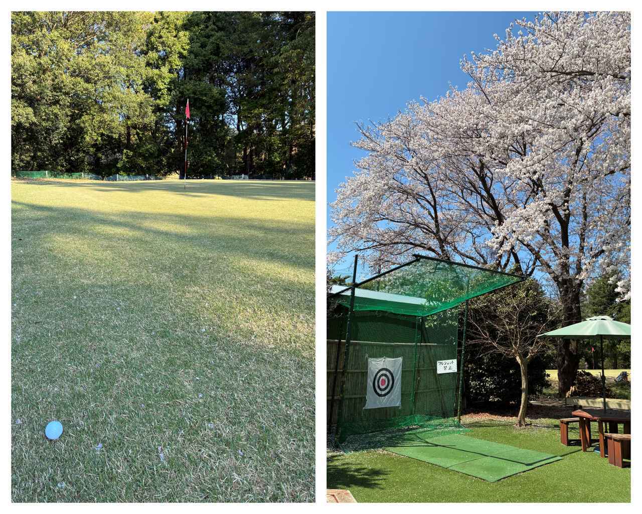 画像: 桜が満開でした～！的当ての練習では、ナイスショットすると、ボールが元の位置にきちんと戻ってくる。これが案外屋外練習場より気持ちよくてハマりそうです