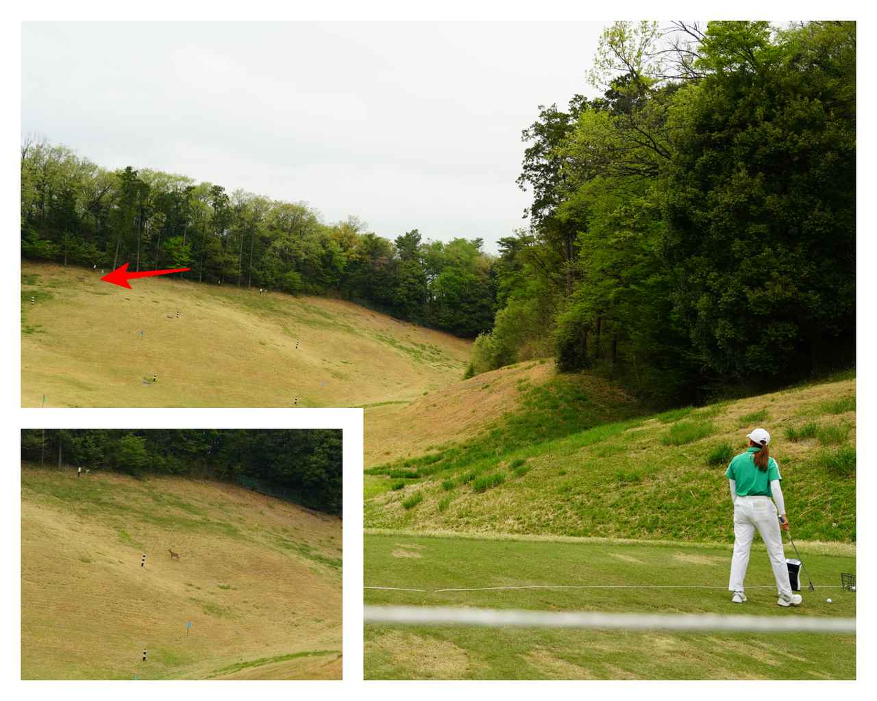 画像: 野生の鹿まで応援に駆けつけていた。渋野は両手で大きく手を振っていた!