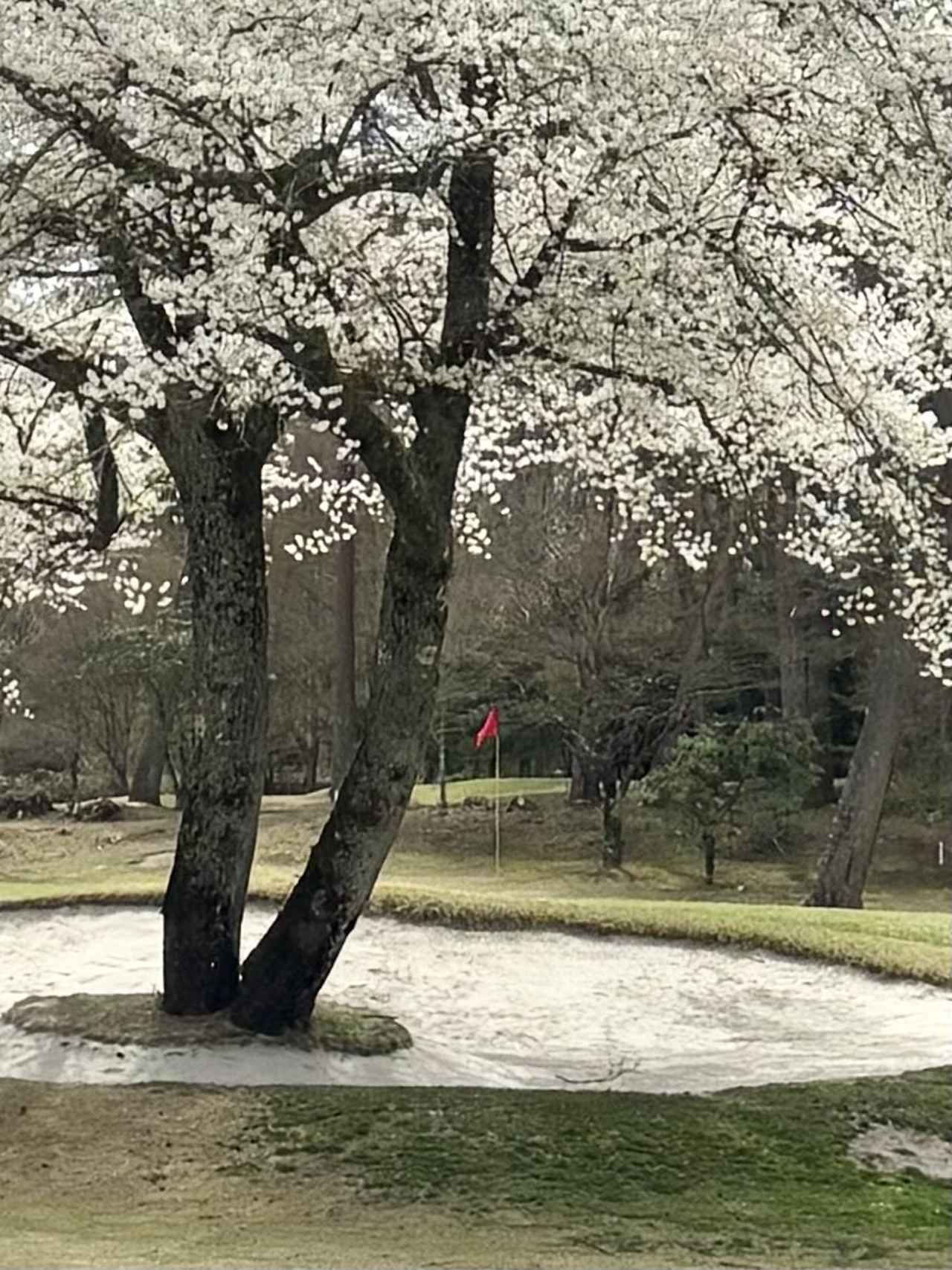 画像 : 備中高原北房CCの思い出②