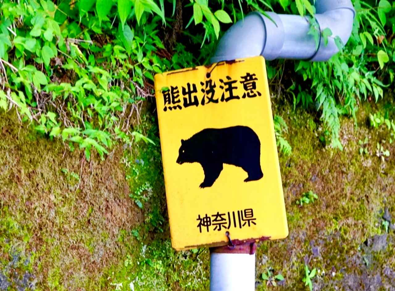 画像: 都市部のゴルフ場でもクマの目撃情報が増えている