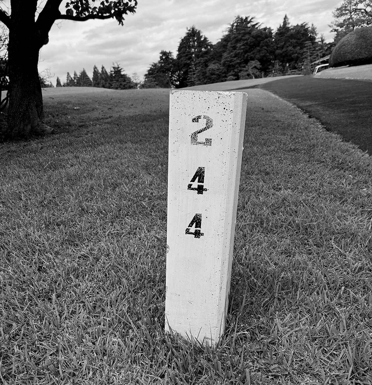画像: 244本あるOB杭の「244」