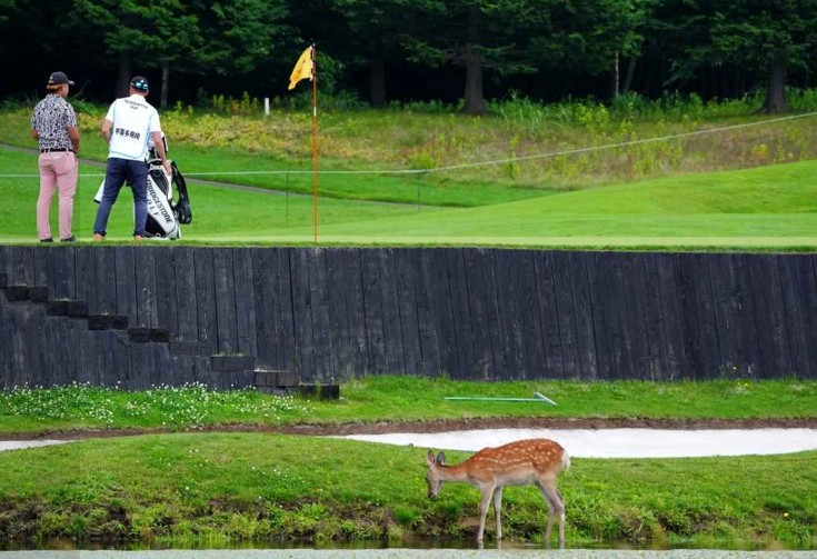 画像: 国内男子ツアーでも小鹿がバンカー近くまで来ていたこともある(撮影/岡沢裕行)