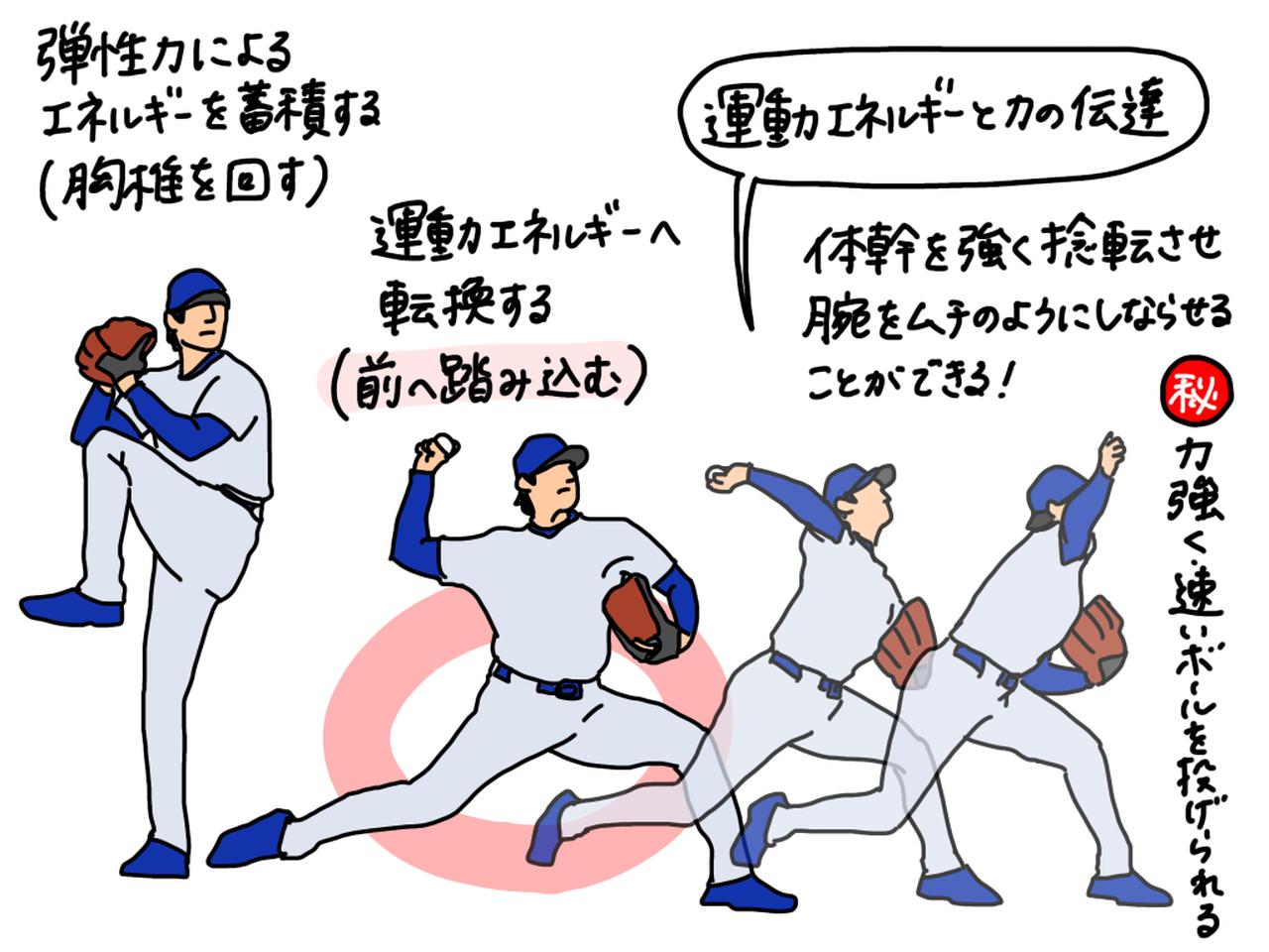 画像: 投球動作の場合、胸椎を回し、弾性力によるエネルギーを蓄積。前へ踏み込んで運動エネルギーへ転換し、腕をムチのようにしならせて効率よくボールに力を伝えていく。ゴルフスウィングでも同様のことが行われている