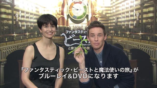 ついにblu Ray Dvdになる ファンタスティック ビーストと魔法使いの旅 は ハリポタ 世界に直結している Screen Online スクリーンオンライン