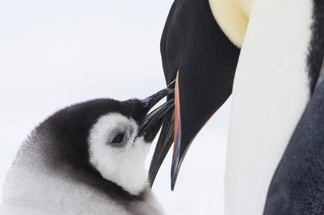 画像: 厳しい環境に生きる皇帝ペンギンの生態を鮮やかな映像で