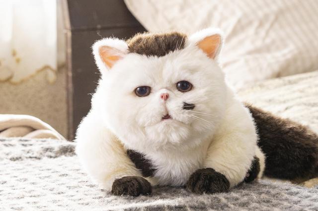 画像1: ©︎「おじさまと猫」製作委員会