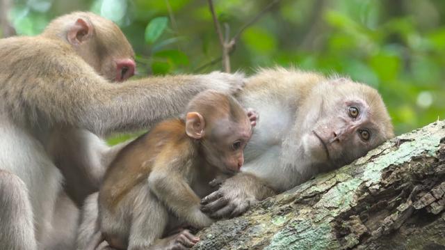 画像4: ©National Geographic