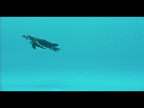 画像: 「ペンギン・レッスン」60秒予告 www.youtube.com
