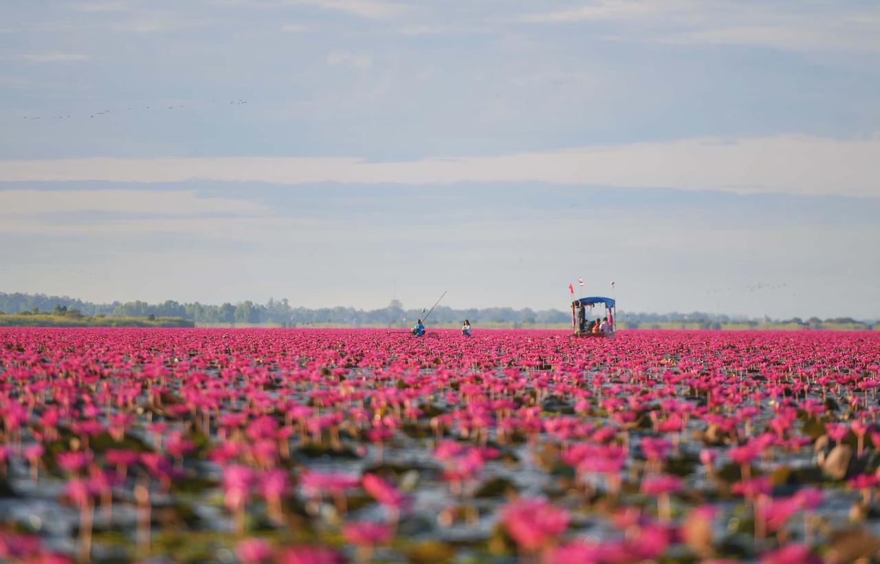 画像: 紅い睡蓮の海 photo by Getty Images/RooM RF