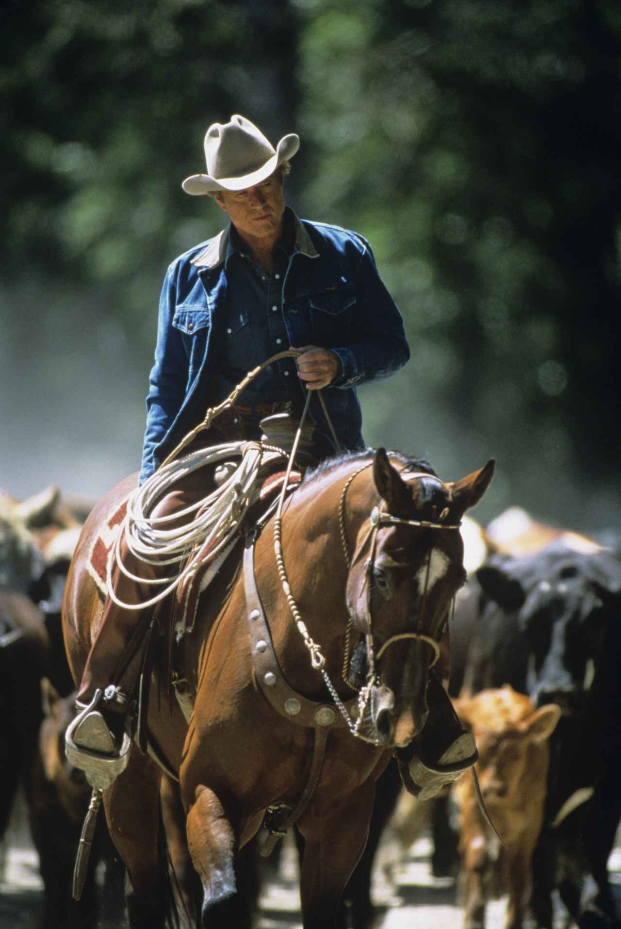 画像4: 【2026年は午年！ 】荒野を、戦場を、レースを越えて…奇跡と感動の名馬映画12選