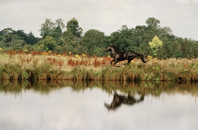 画像: 『黒馬物語』(1994)より Photo by Keith Hamshere/Getty Images