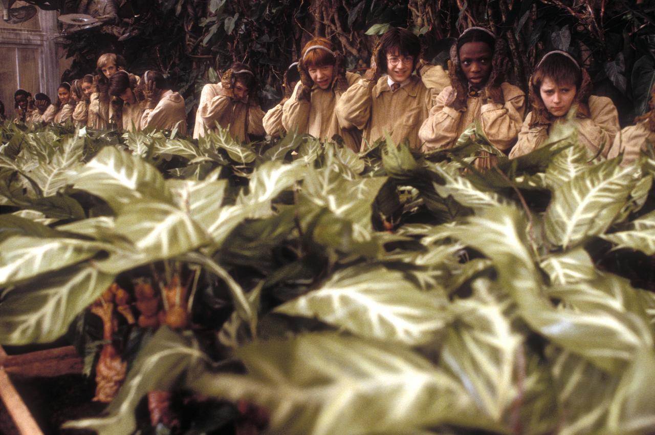 画像4: 「ハリー・ポッター」シリーズプレイバック／第２作『ハリー・ポッターと秘密の部屋』