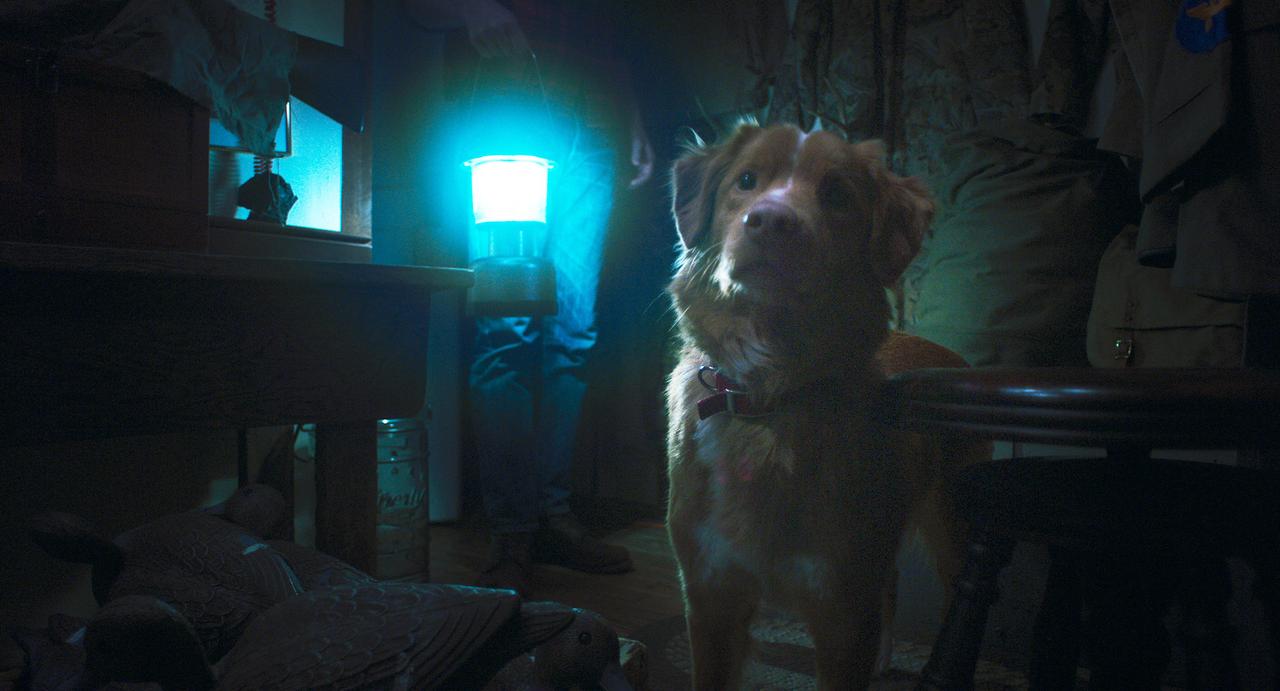 画像2: 「2025年最も心を打つホラー映画の一つ」と話題！全編犬視点ホラー『GOOD BOY／グッド・ボーイ』の魅力とは