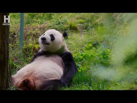 画像: 【本編特別映像】長江 生命の鼓動 www.youtube.com
