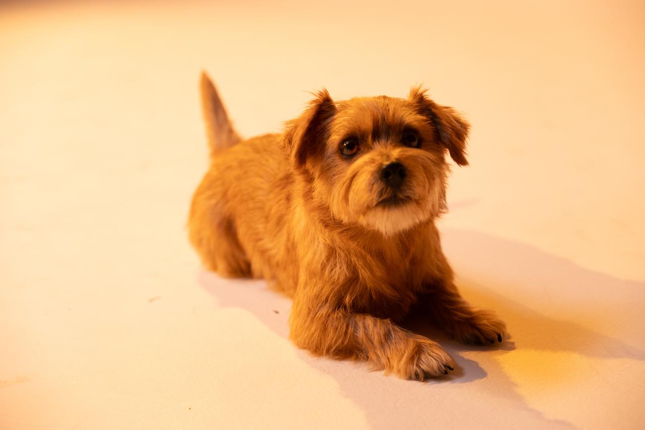 画像: 全編に登場する「夢物語」のマスコット仔犬いちごくん。撮影現場では大人しくいい子で、カメラの前に立つや堂々とした演技を披露。劇場にはそんないちごくんの可愛いパネルが用意されているので、ぜひツーショット写真を。