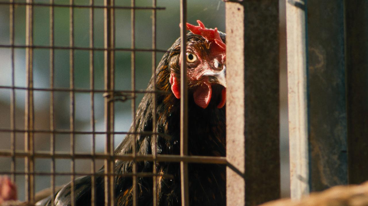 画像: 雌鶏ただ一羽で、勝利をどう勝ち取るかのエンタティンメント