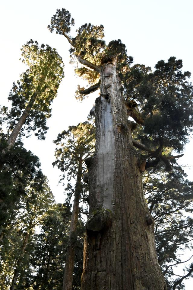 画像: 拝殿の裏の方にようやく発見し、再びクルマまで山道を下ったら、完全に息が上がっていた。これだけ苦労して見た弁慶杉そのものも何だか微妙な感じ。高さは40m、樹齢は推定2500年だという。復路の下り6kmがさらに身にしみた。