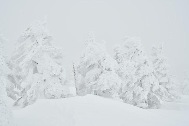 画像: 生まれて初めて見た樹氷。前日の雨でちょっと小さくなっていたが、それでもこの迫力。「スノーモンスター」の異名そのもの。