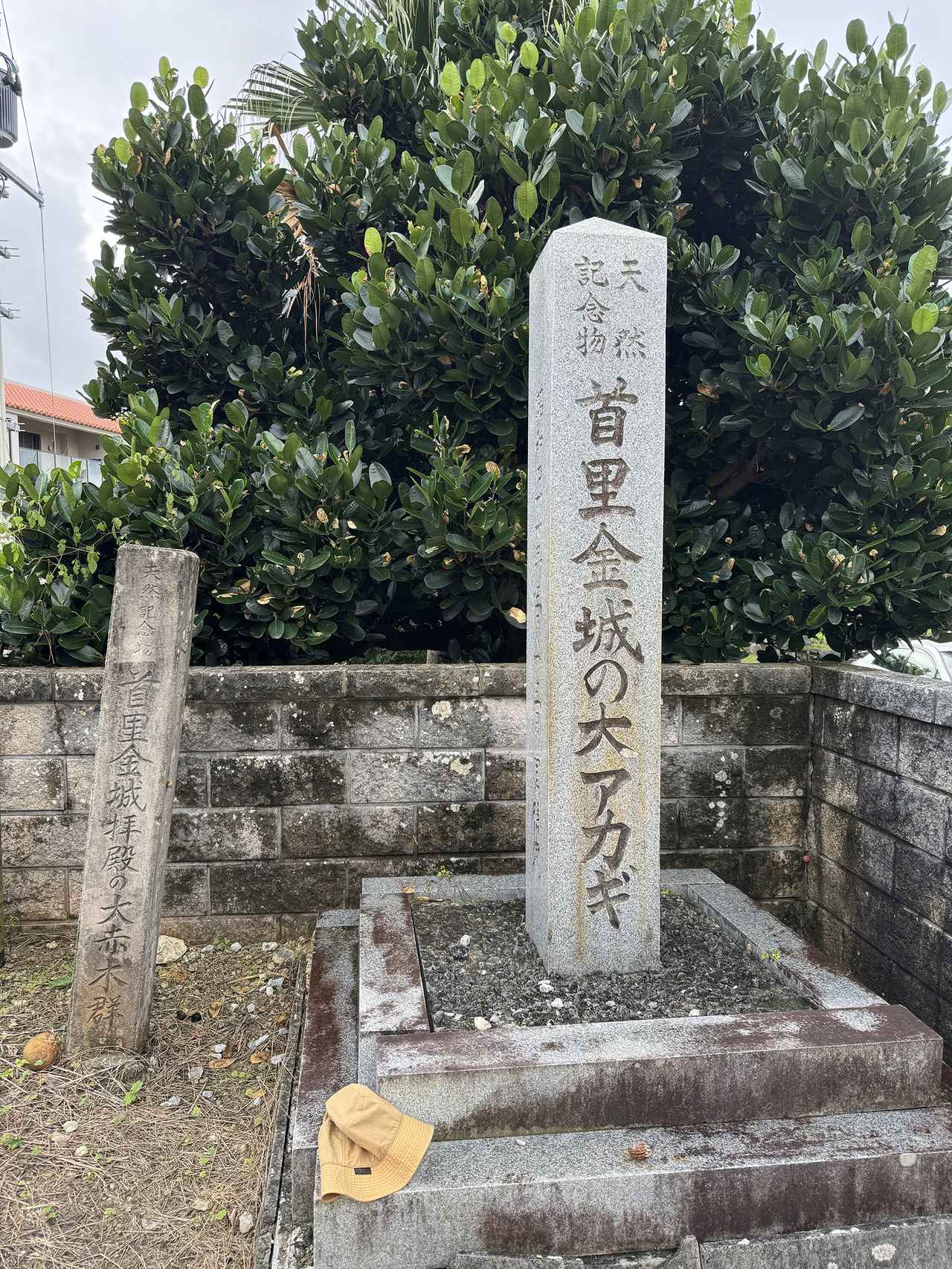 画像2: 天然記念物 首里金城の大アカギ。首里城からも近い場所にあるパワースポット。推定樹齢は約200年以上と言われている。