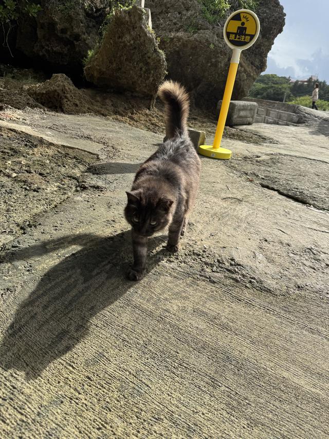 画像: アマミチューの墓の近くで出会ったニャンコ。おとなしく、そして人慣れしていて近づいてくる。近所で見守りながら飼われているようだ。