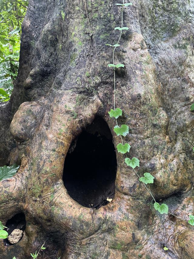 画像1: 天然記念物 首里金城の大アカギ。首里城からも近い場所にあるパワースポット。推定樹齢は約200年以上と言われている。