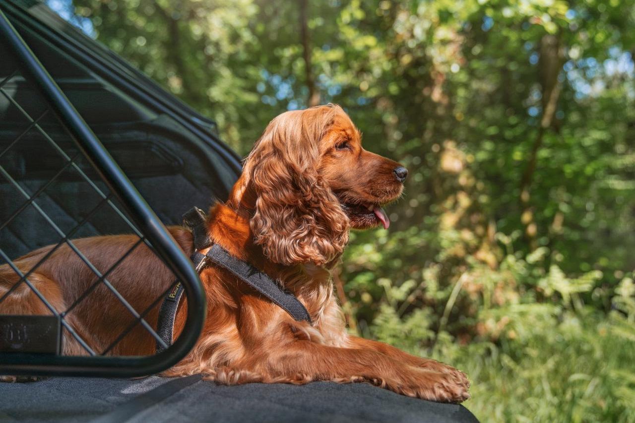画像: 専用ドッグガードと防水ライナーが愛犬の快適空間を確保。長距離移動でも安心してくつろげる。