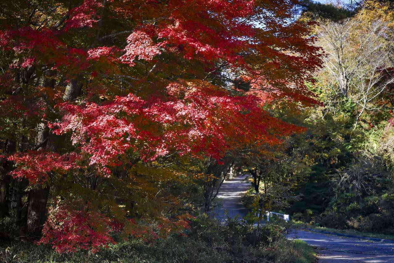 画像: 写真は昨年のラリージャパンのもの。晩春から初夏に開催時期が変更されることで、景色や雰囲気は一変する。路面上の落ち葉は少なく、より安定したコンディションになると期待されている。
