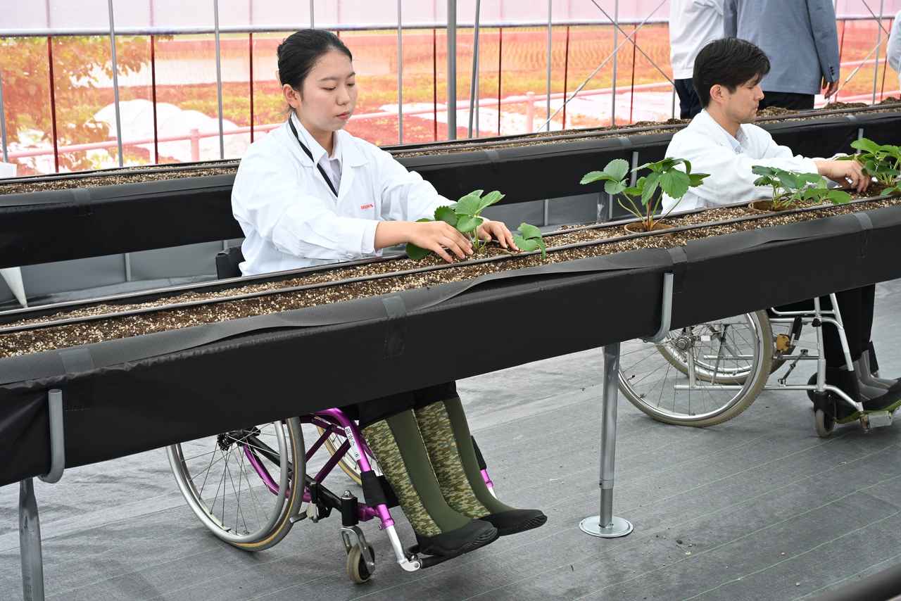 画像: 高さが70cmのレイズベッドは、作業面を地面よりも高くすることでかがむ、しゃがむといった身体的負担を減らしている。