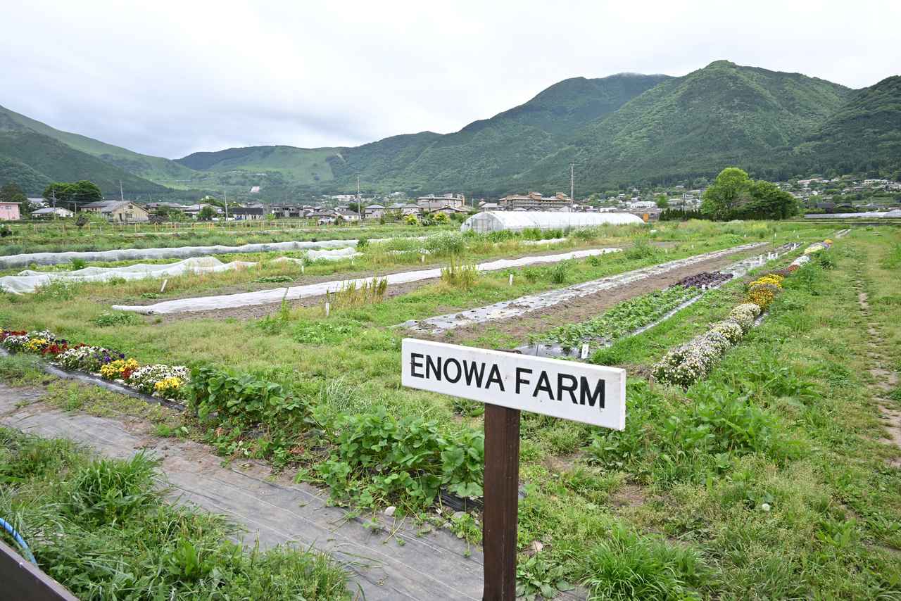 画像: ENOWA YUFUINでは「FARM TO TABLE」というコンセプトのもと観光地由布院の近くに農場「ENOWA FARM」を所有する。