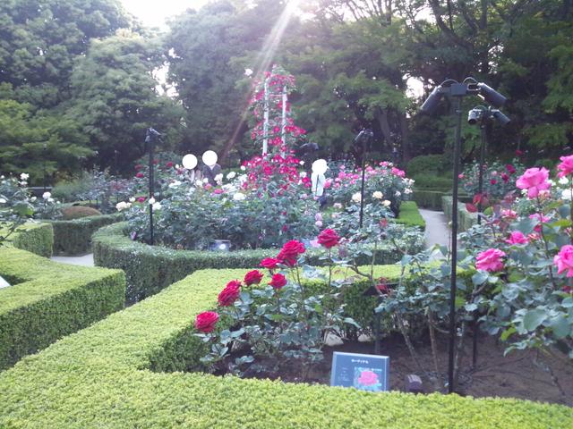 画像: 昼間は自然光がバラを照らす西洋庭園