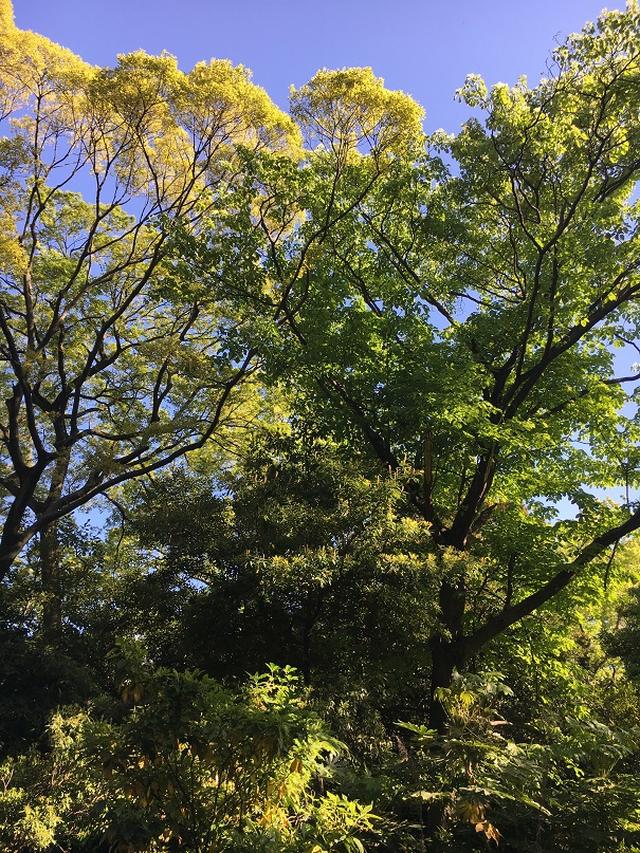 画像2: 壮観な景色!三百年の松