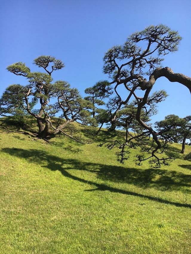 画像1: 壮観な景色!三百年の松